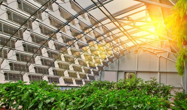 solar panels on the green house